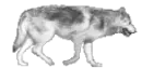 Grey wolf