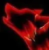 Red wolf!!!