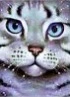 GreyStripe