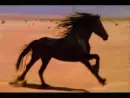 Black Fresian Running