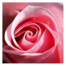 Pink Romantic Rose