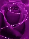 Purple Lavender Rose