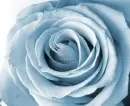 Siver Glitz Rose
