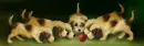 dogs line