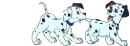dogs 
