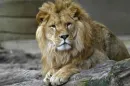 lion on rocks