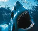 shark bite