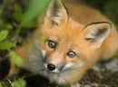 Foxy!!!!!!!!