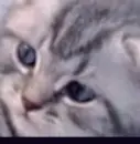 cat funny tissue
