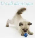 It's All About You Cat