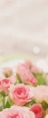 Pink Roses