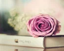pink rose
