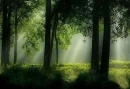 green forest