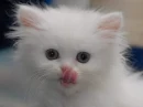 Cute