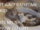 Funny Cats