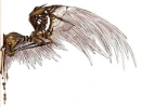 Wings of metal