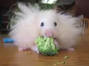 Veggies make my hair Cool