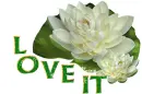 Glitter text-Love it
