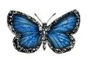 Blue Butterfly