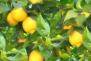 lemon tree