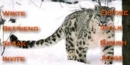 Snow Leopard