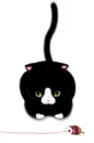 cat