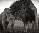 lions