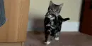 Gatito
