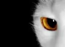 IceClan isd for somethin rawr