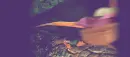 Rapunzel's Fly