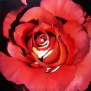  Red Flower