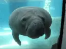 Bump