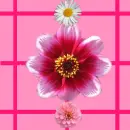 Blomma