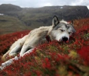 Wolfy