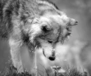 Wolf flower