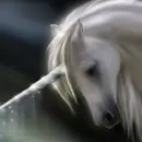 sparkly unicorn