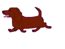 Walking Dachshund