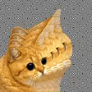 hypnotic cat