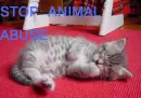 STOP ANIMAL ABUSE - Kitten