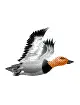 Flying Duck