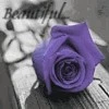 Purple rose
