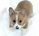 Snow Corgi