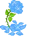blue rose with fallen pedals