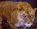 Female Liger