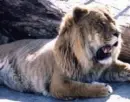 Male Liger