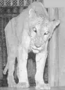 Female Tigon