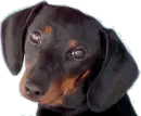 dachshund