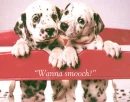 dalmatian pups