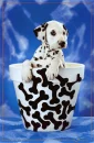 dalmatian