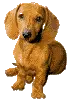 dachshund
